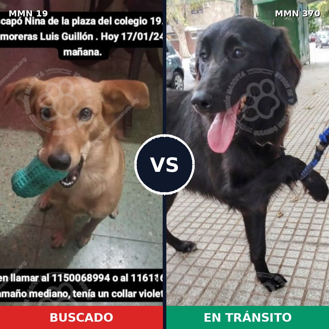 Comparativa MMS 970: mascota perdida y mascota encontrada, 70% de similitud