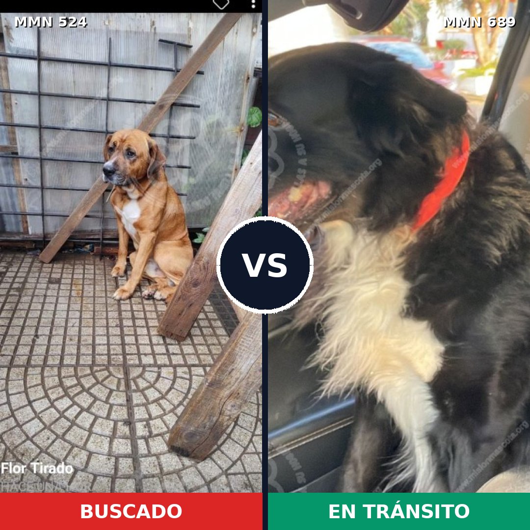 Comparativa MMS 9700: mascota perdida y mascota encontrada, 46% de similitud