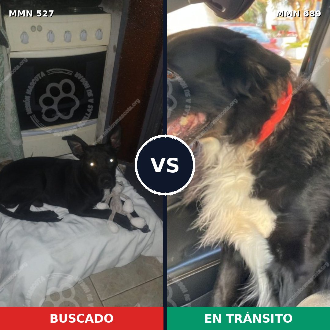 Comparativa MMS 9701: mascota perdida y mascota encontrada, 95% de similitud