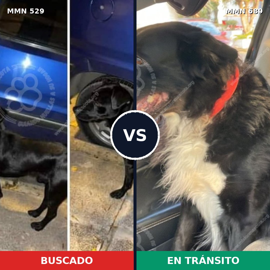 Comparativa MMS 9702: mascota perdida y mascota encontrada, 75% de similitud
