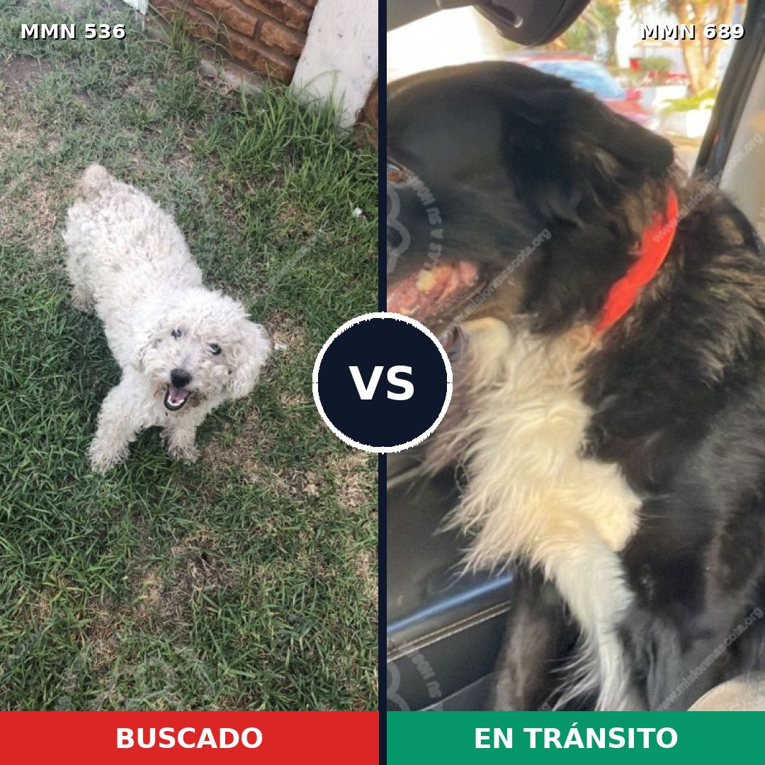 Comparativa MMS 9705: mascota perdida y mascota encontrada, 37% de similitud