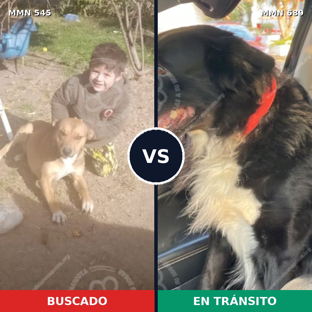 Comparativa MMS 9706: mascota perdida y mascota encontrada, 48% de similitud