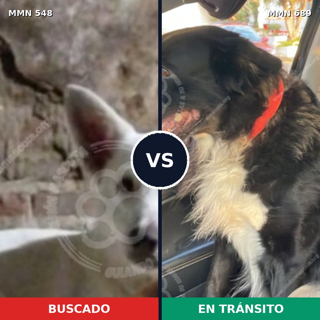 Comparativa MMS 9707: mascota perdida y mascota encontrada, 43% de similitud