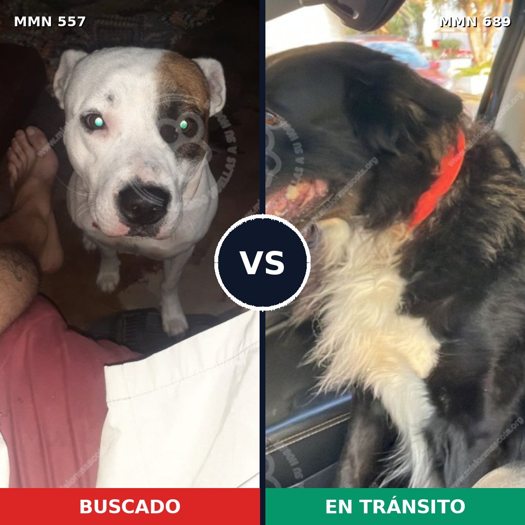 Comparativa MMS 9708: mascota perdida y mascota encontrada, 43% de similitud