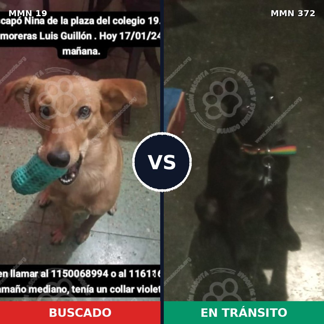 Comparativa MMS 971: mascota perdida y mascota encontrada, 71% de similitud