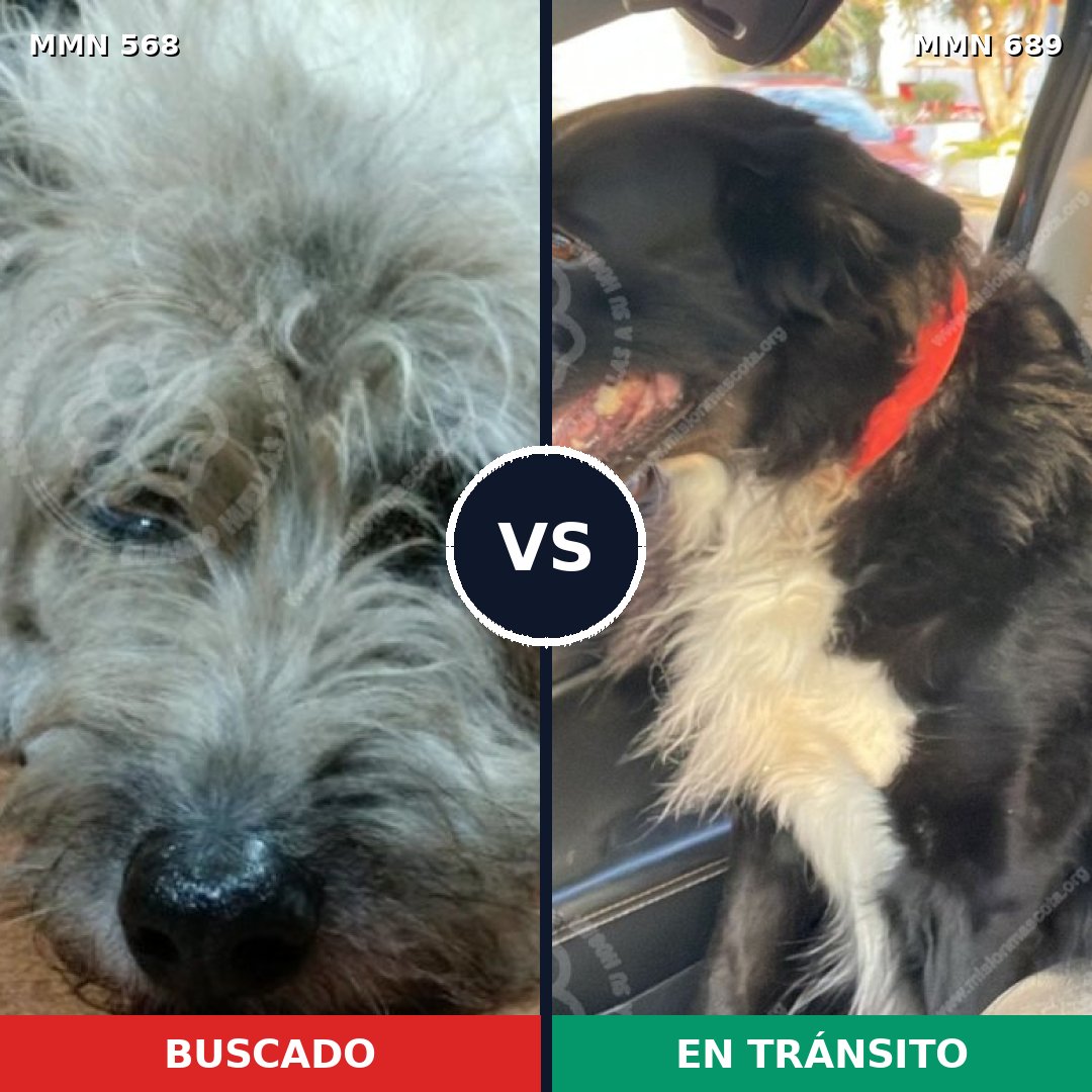 Comparativa MMS 9710: mascota perdida y mascota encontrada, 45% de similitud