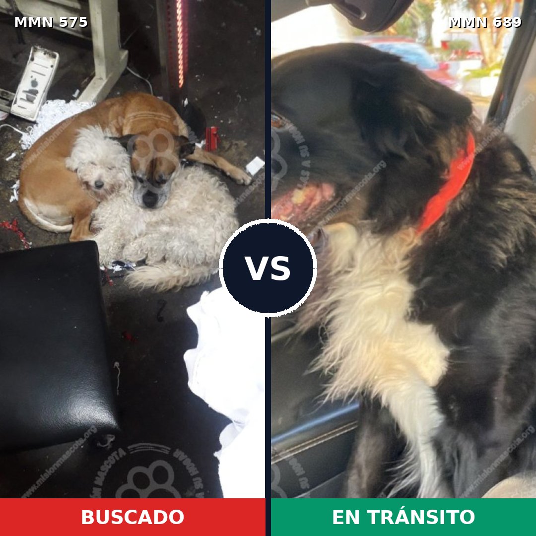 Comparativa MMS 9711: mascota perdida y mascota encontrada, 81% de similitud