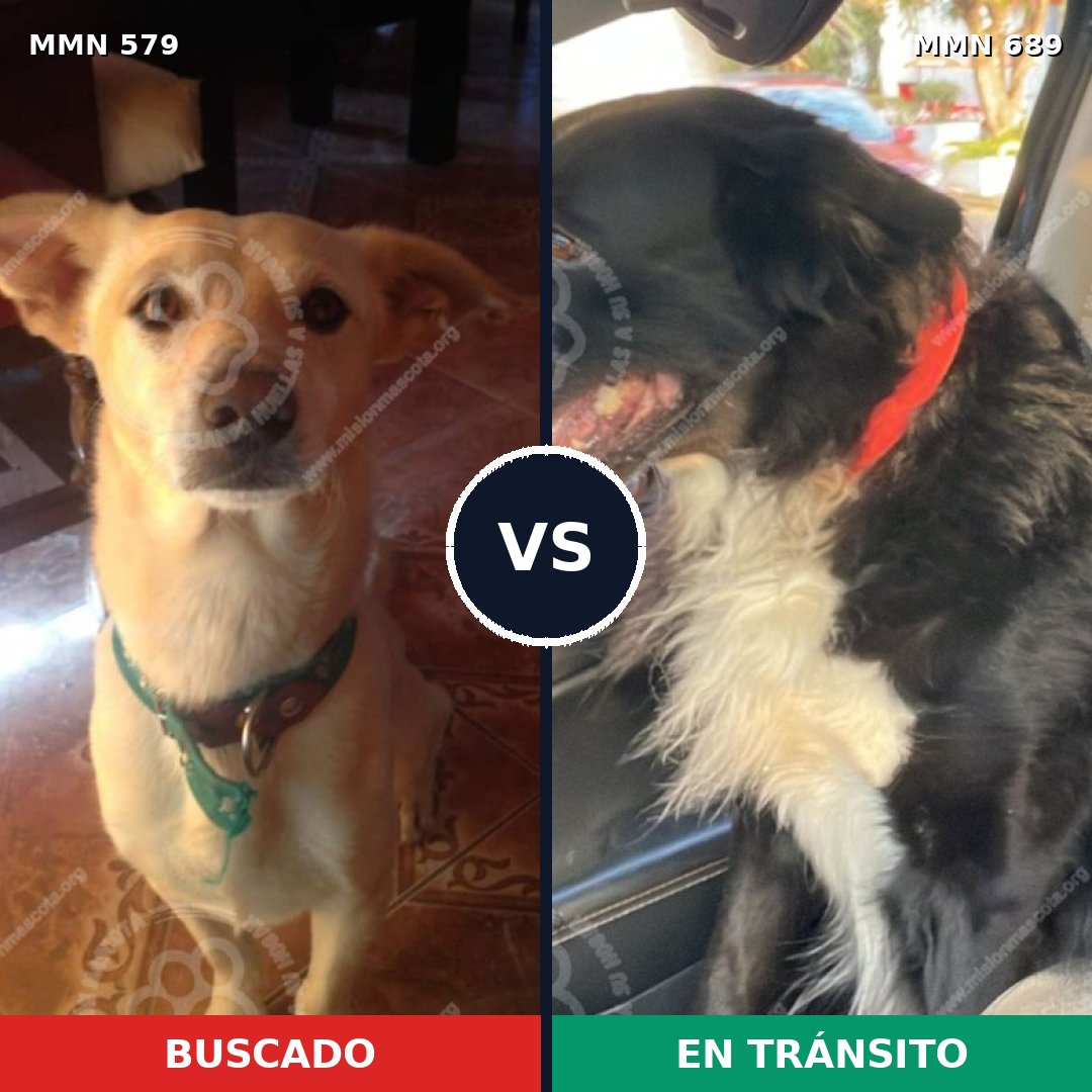 Comparativa MMS 9713: mascota perdida y mascota encontrada, 57% de similitud