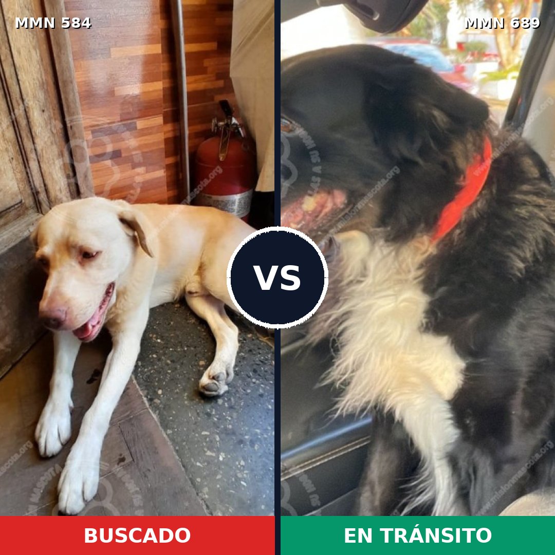Comparativa MMS 9714: mascota perdida y mascota encontrada, 60% de similitud