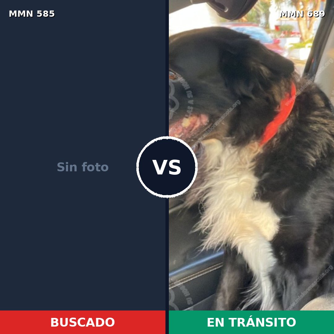 Comparativa MMS 9715: mascota perdida y mascota encontrada, 44% de similitud