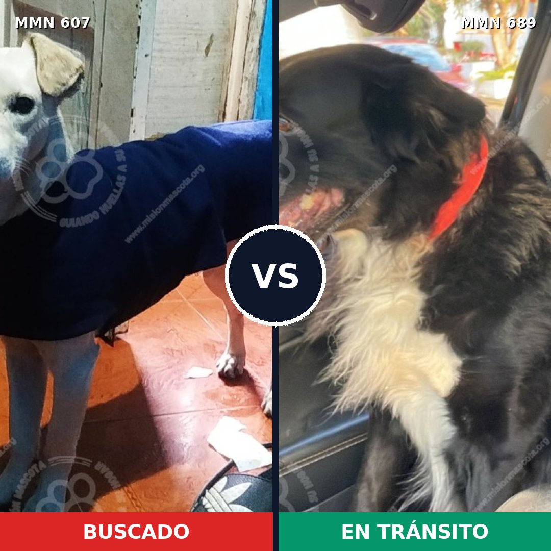 Comparativa MMS 9716: mascota perdida y mascota encontrada, 48% de similitud