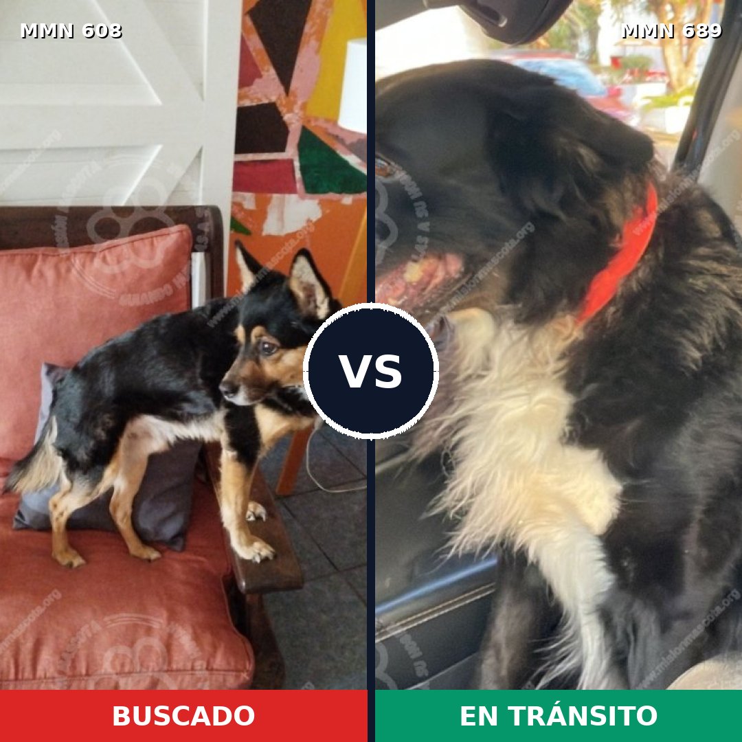 Comparativa MMS 9717: mascota perdida y mascota encontrada, 61% de similitud
