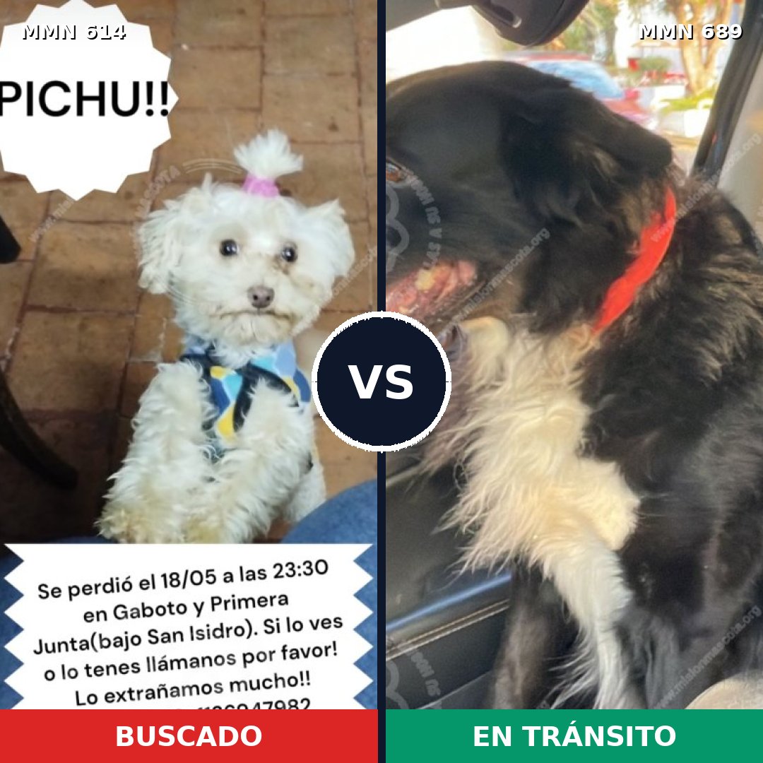 Comparativa MMS 9719: mascota perdida y mascota encontrada, 24% de similitud