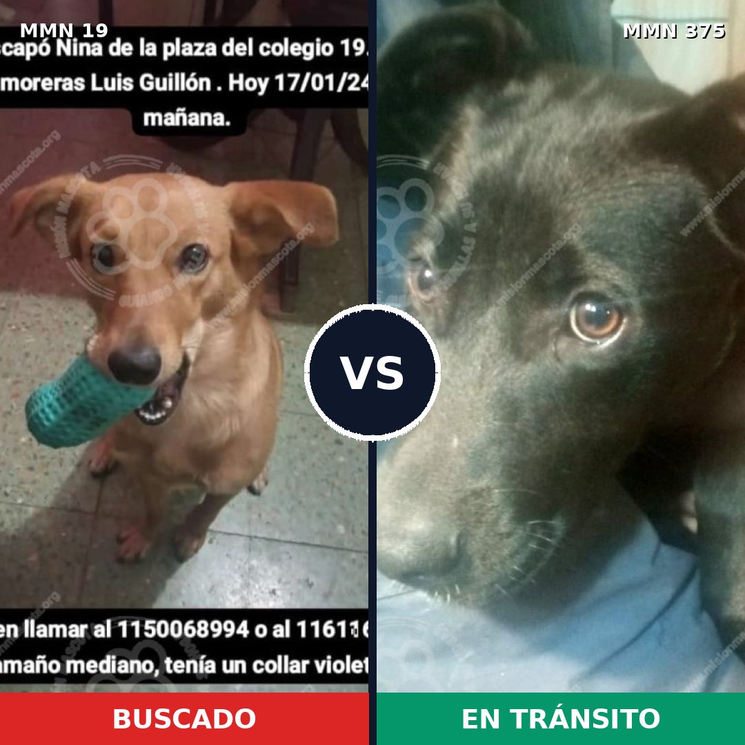 Comparativa MMS 972: mascota perdida y mascota encontrada, 71% de similitud