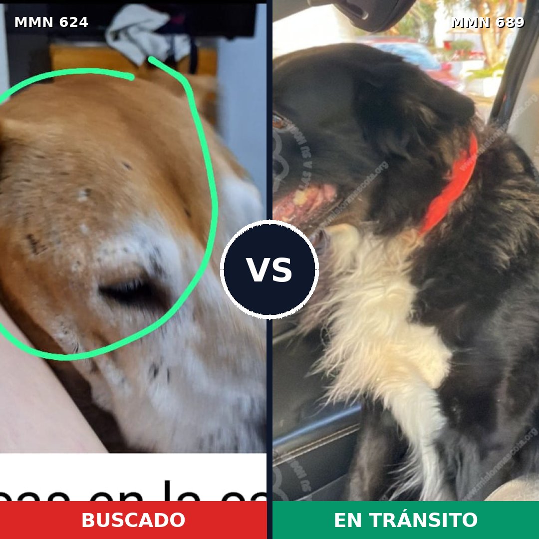 Comparativa MMS 9721: mascota perdida y mascota encontrada, 41% de similitud