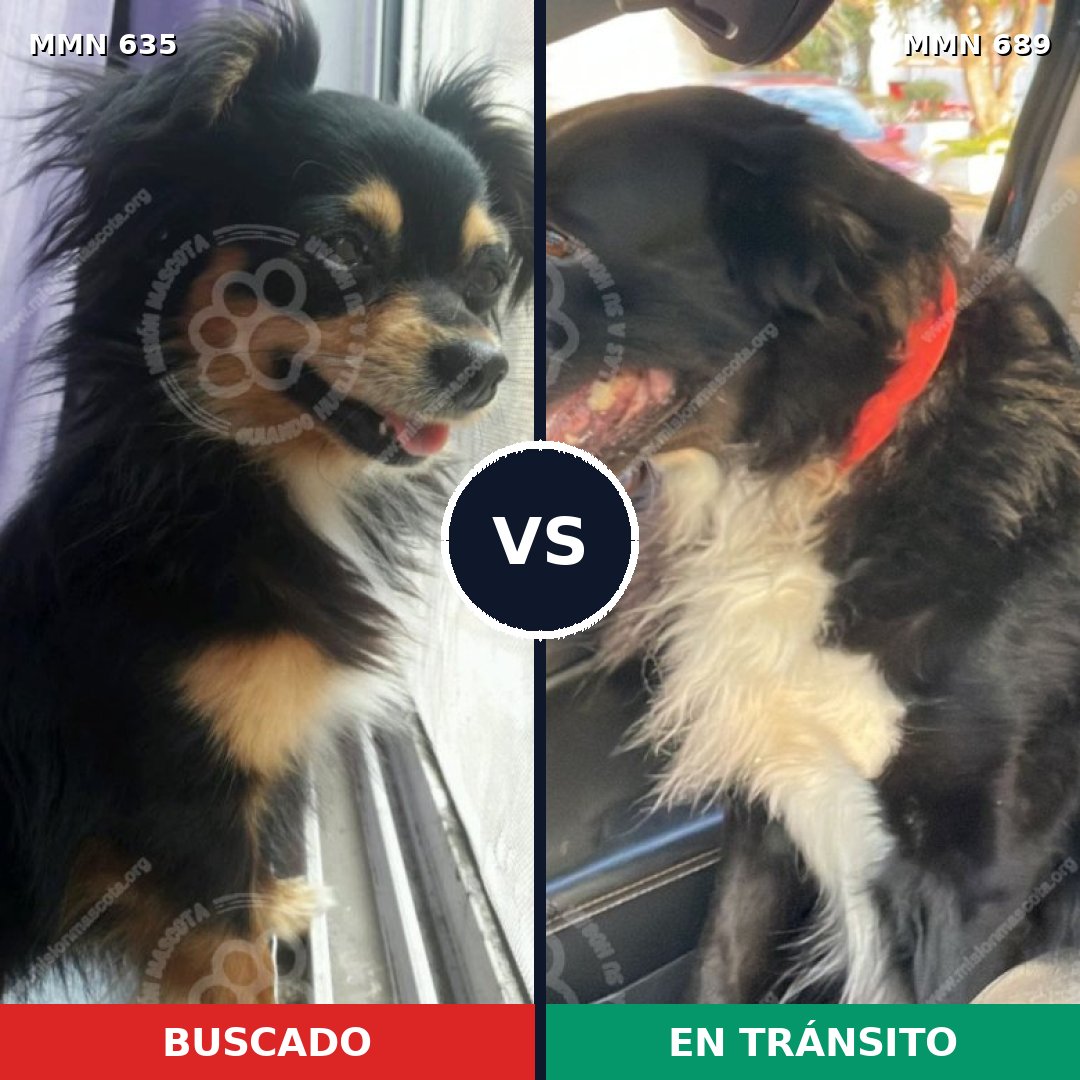 Comparativa MMS 9722: mascota perdida y mascota encontrada, 39% de similitud