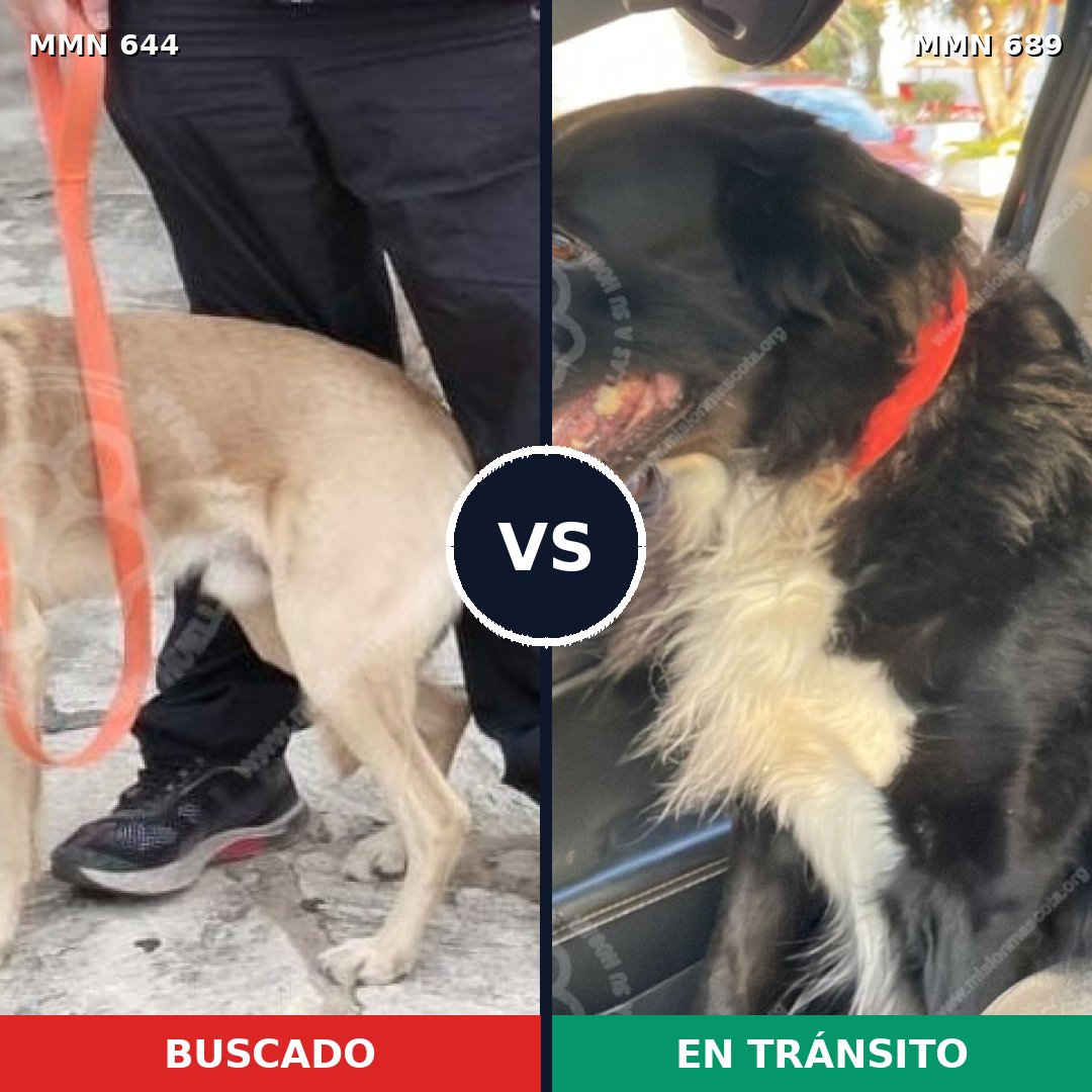Comparativa MMS 9723: mascota perdida y mascota encontrada, 44% de similitud