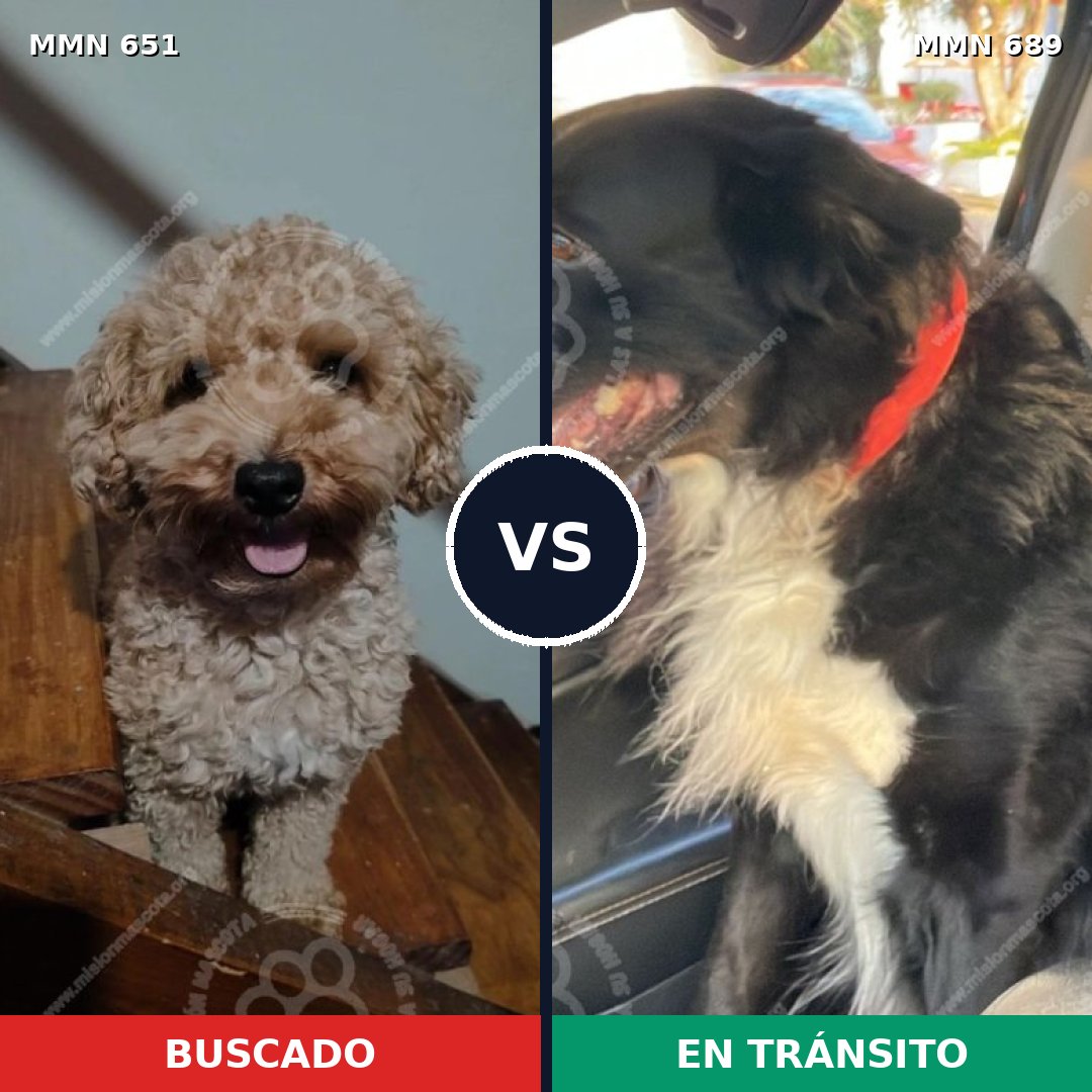 Comparativa MMS 9724: mascota perdida y mascota encontrada, 26% de similitud