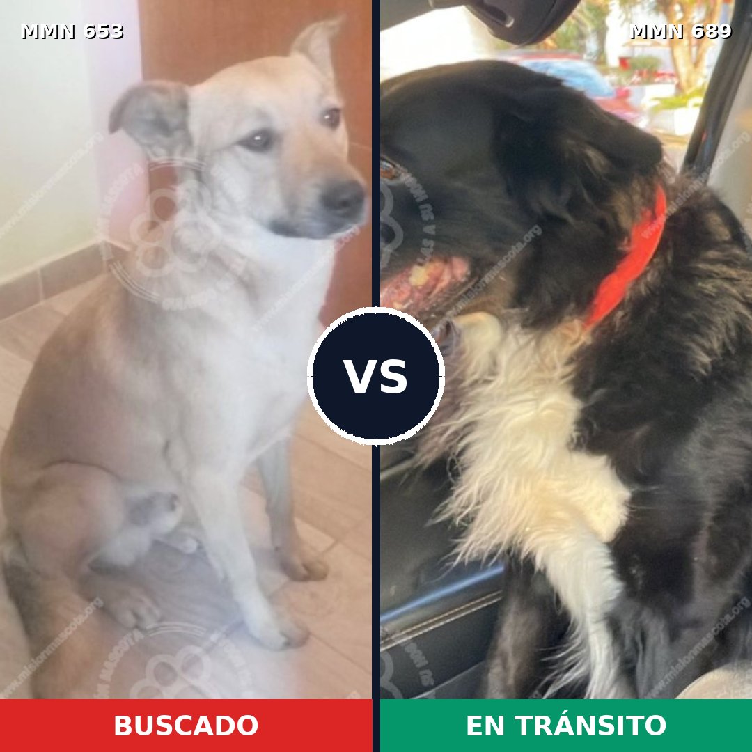 Comparativa MMS 9725: mascota perdida y mascota encontrada, 48% de similitud