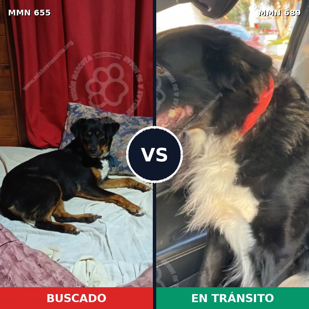 Comparativa MMS 9726: mascota perdida y mascota encontrada, 54% de similitud
