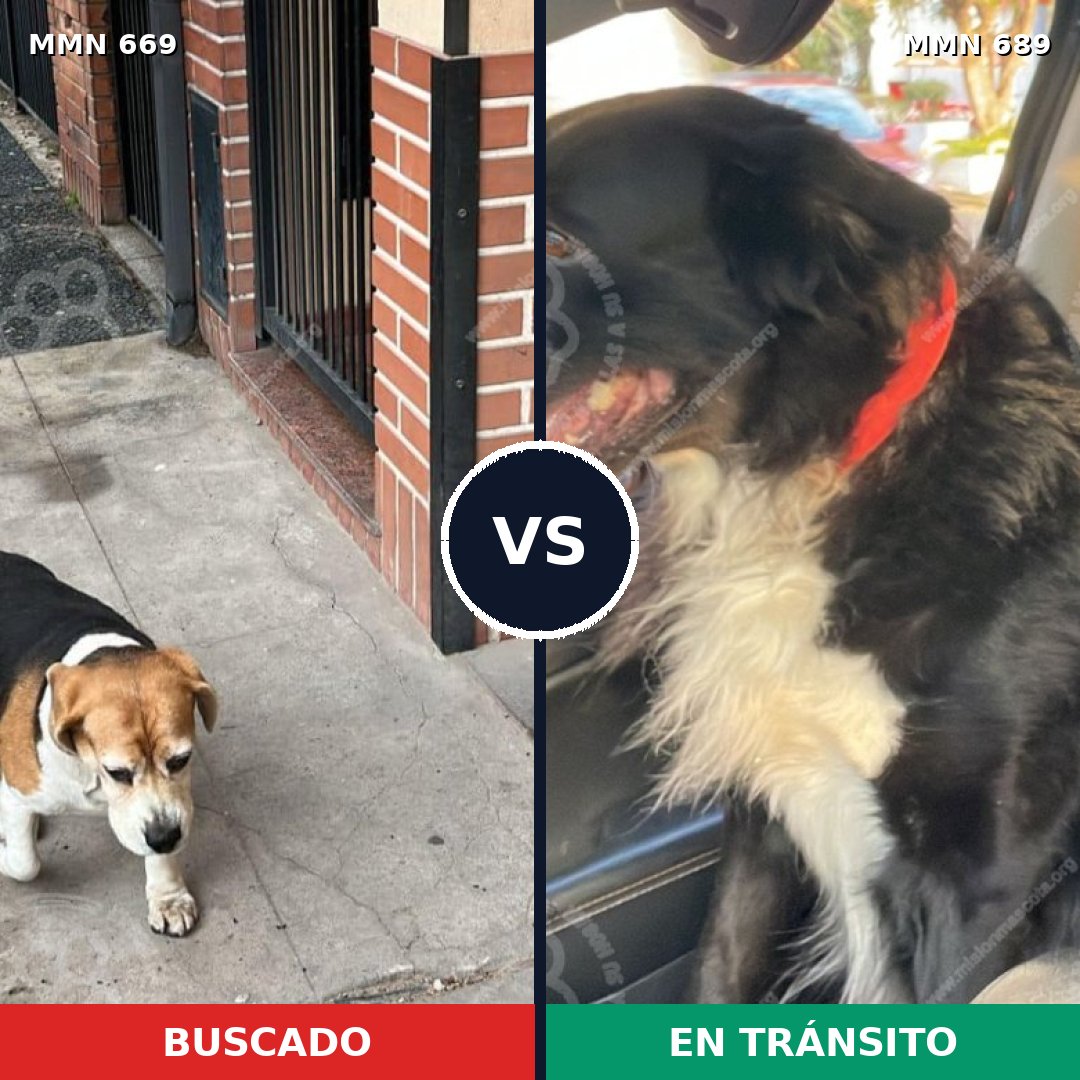 Comparativa MMS 9727: mascota perdida y mascota encontrada, 68% de similitud