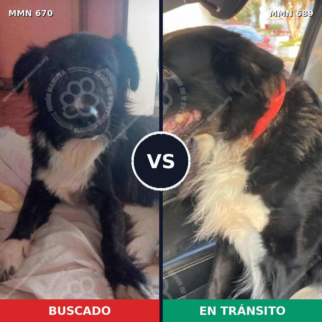 Comparativa MMS 9728: mascota perdida y mascota encontrada, 94% de similitud
