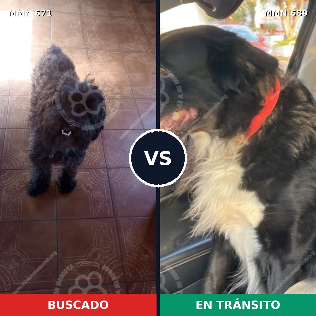 Comparativa MMS 9729: mascota perdida y mascota encontrada, 39% de similitud