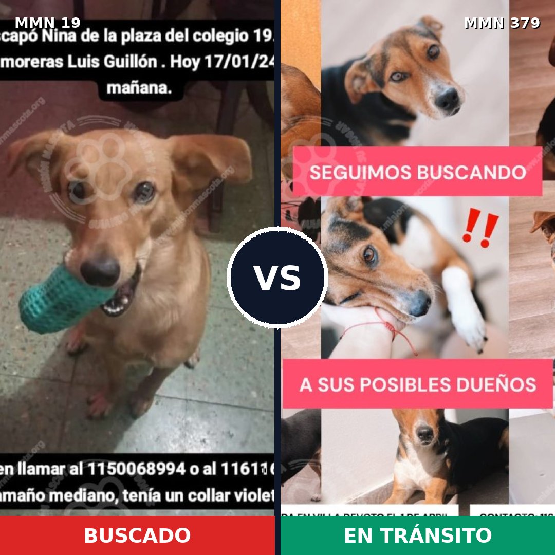 Comparativa MMS 973: mascota perdida y mascota encontrada, 76% de similitud
