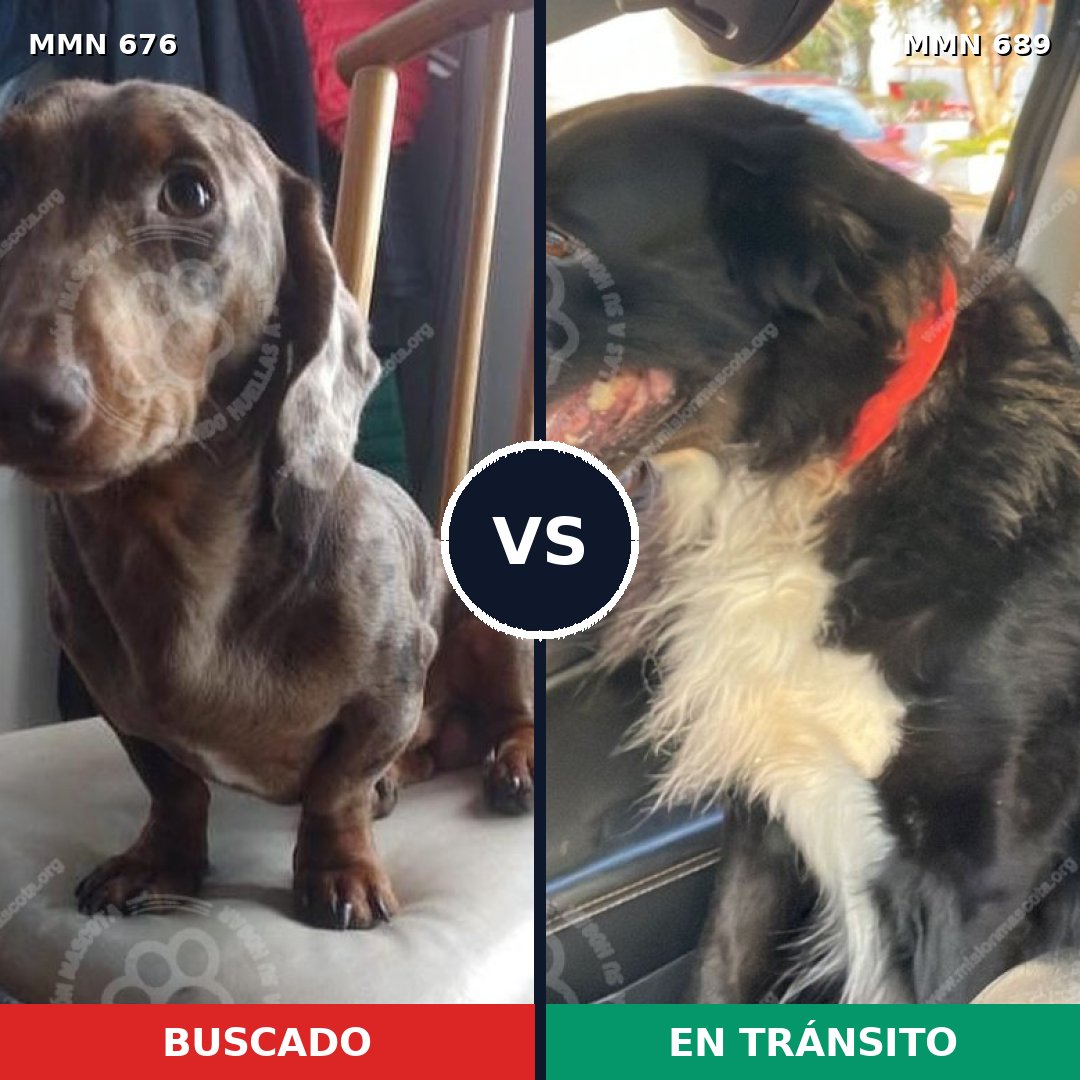 Comparativa MMS 9731: mascota perdida y mascota encontrada, 55% de similitud