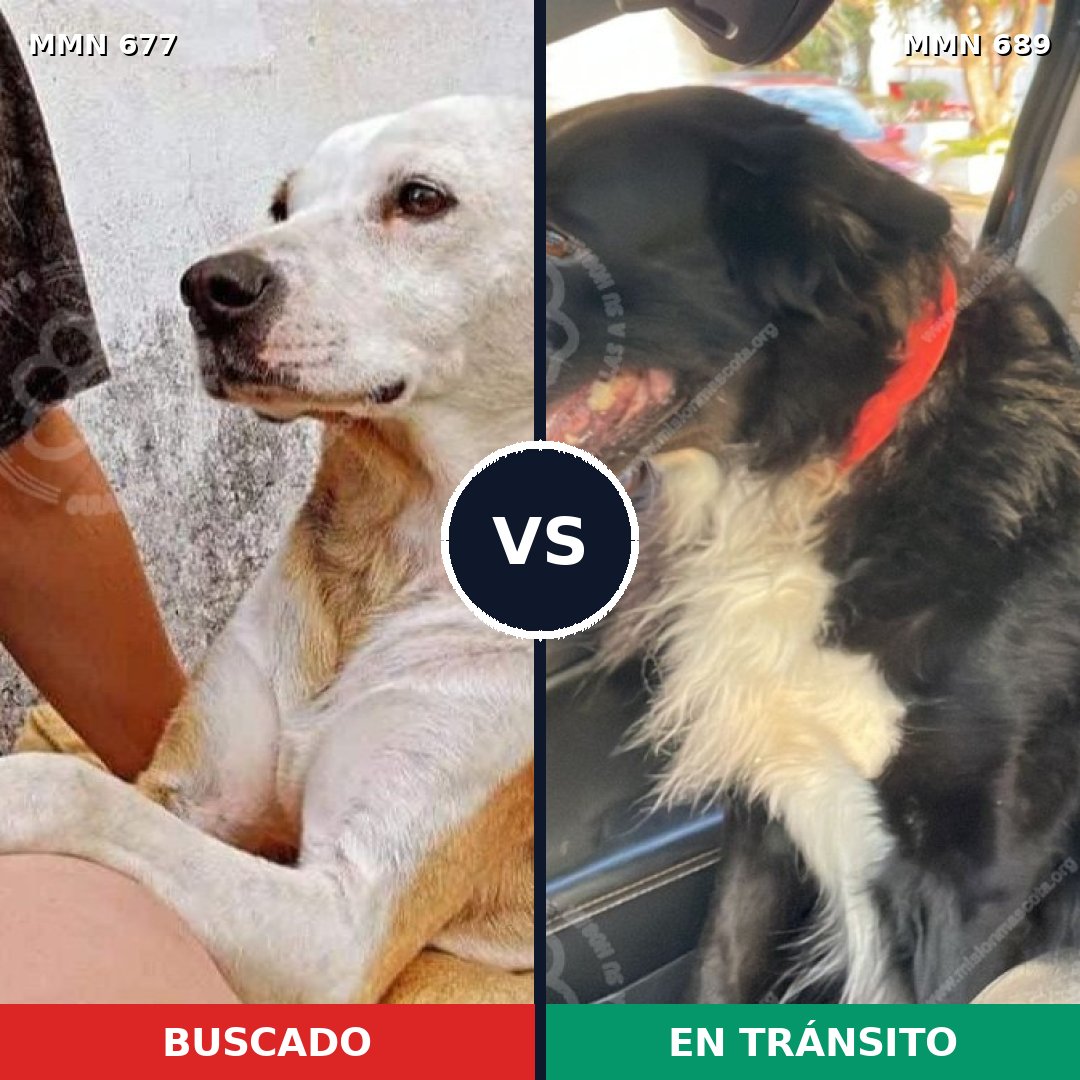 Comparativa MMS 9732: mascota perdida y mascota encontrada, 54% de similitud