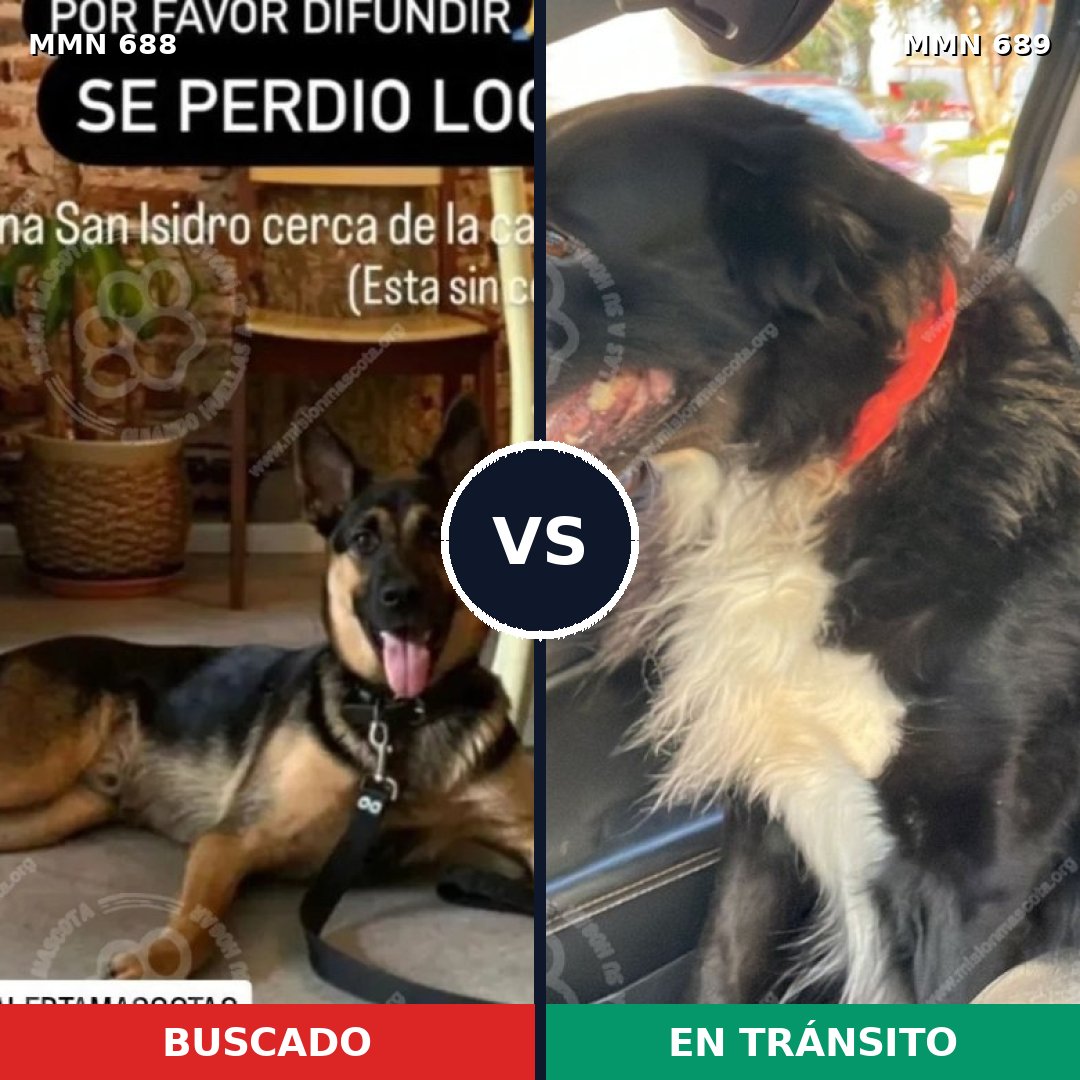 Comparativa MMS 9734: mascota perdida y mascota encontrada, 30% de similitud