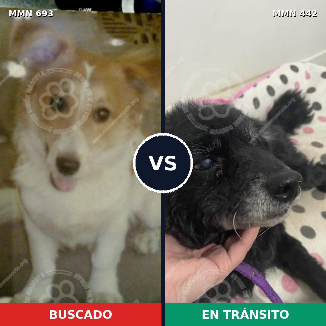 Comparativa MMS 9737: mascota perdida y mascota encontrada, 67% de similitud