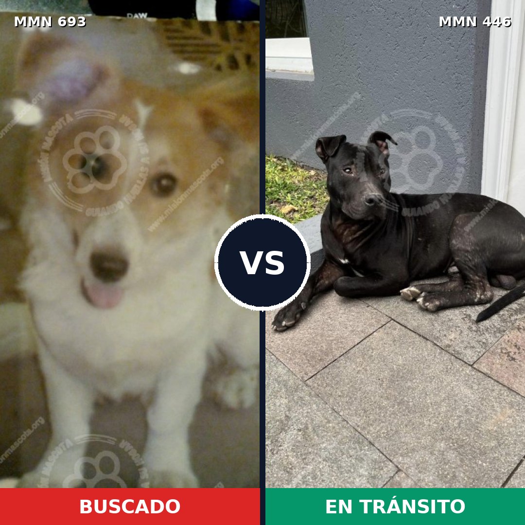 Comparativa MMS 9738: mascota perdida y mascota encontrada, 74% de similitud