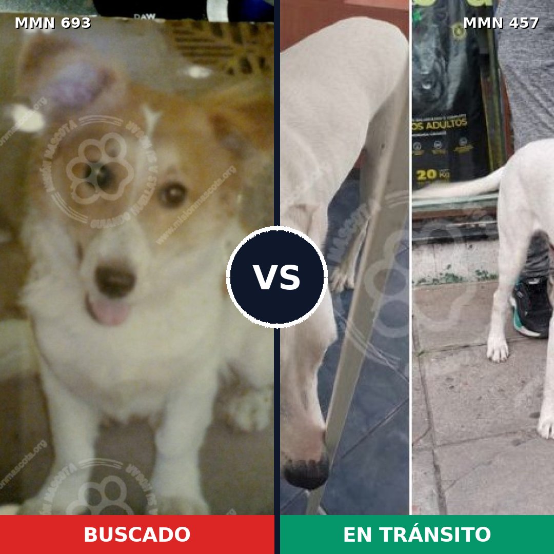 Comparativa MMS 9739: mascota perdida y mascota encontrada, 64% de similitud