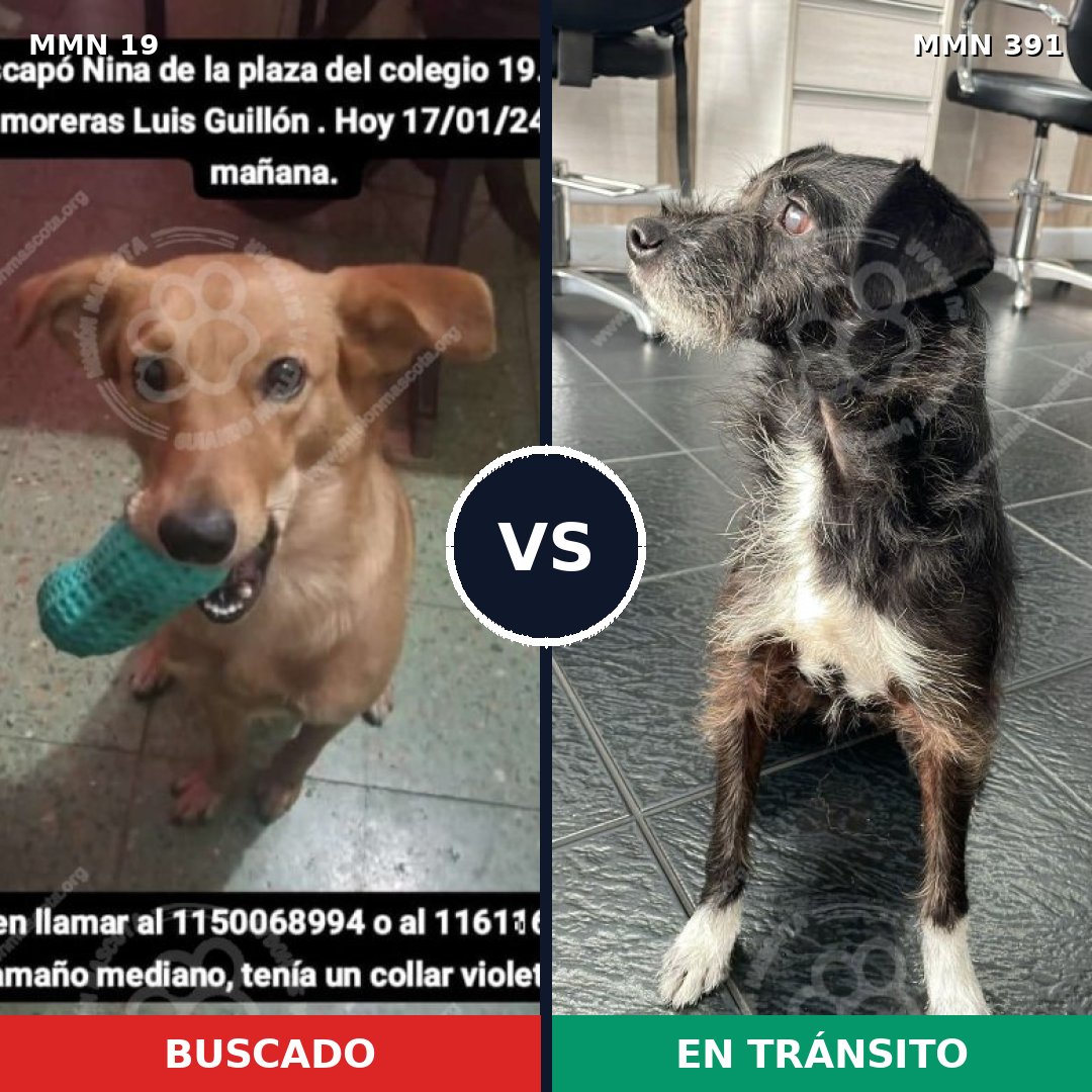 Comparativa MMS 974: mascota perdida y mascota encontrada, 69% de similitud