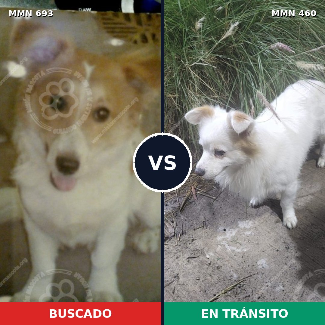 Comparativa MMS 9740: mascota perdida y mascota encontrada, 45% de similitud