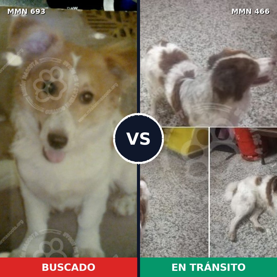 Comparativa MMS 9741: mascota perdida y mascota encontrada, 76% de similitud