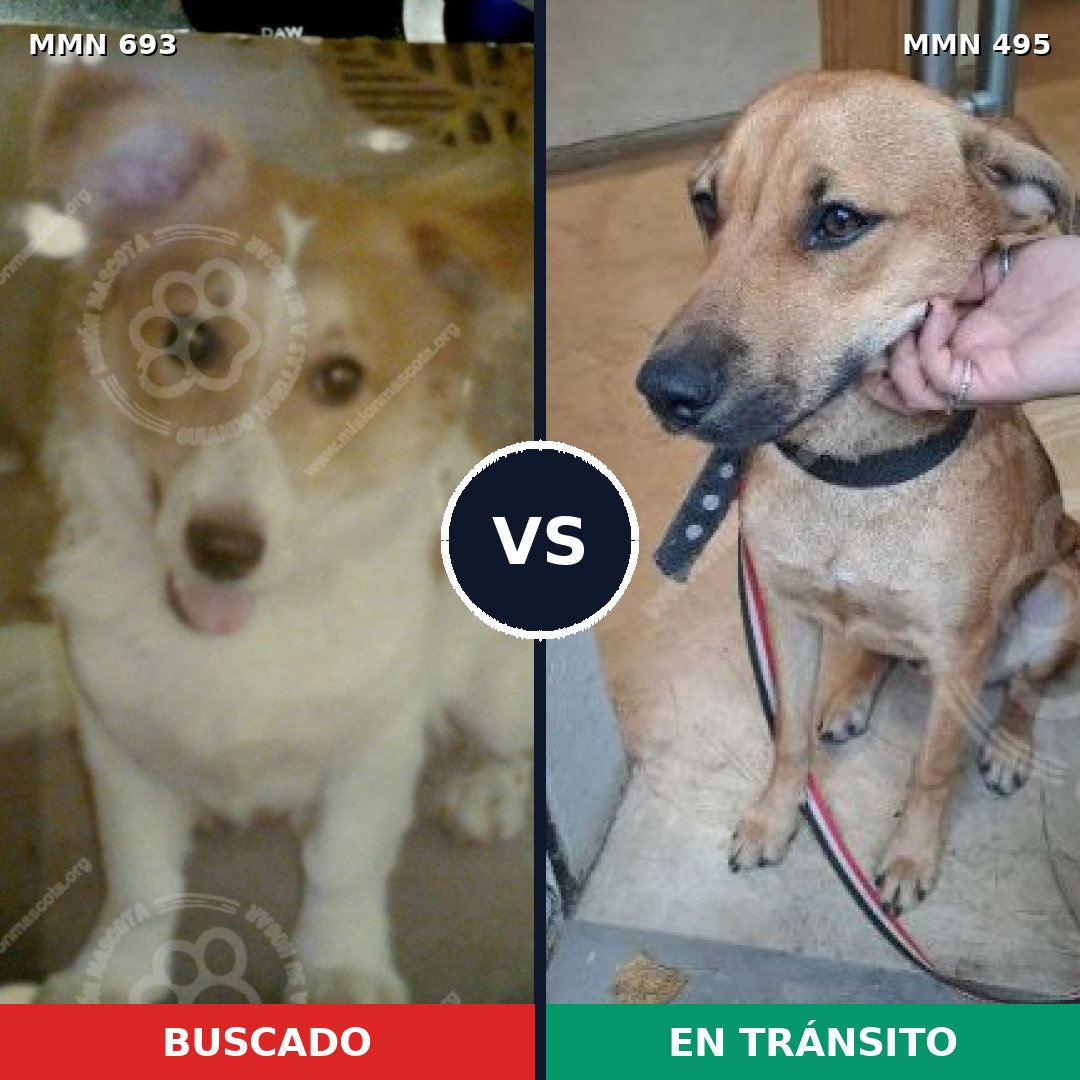 Comparativa MMS 9743: mascota perdida y mascota encontrada, 70% de similitud