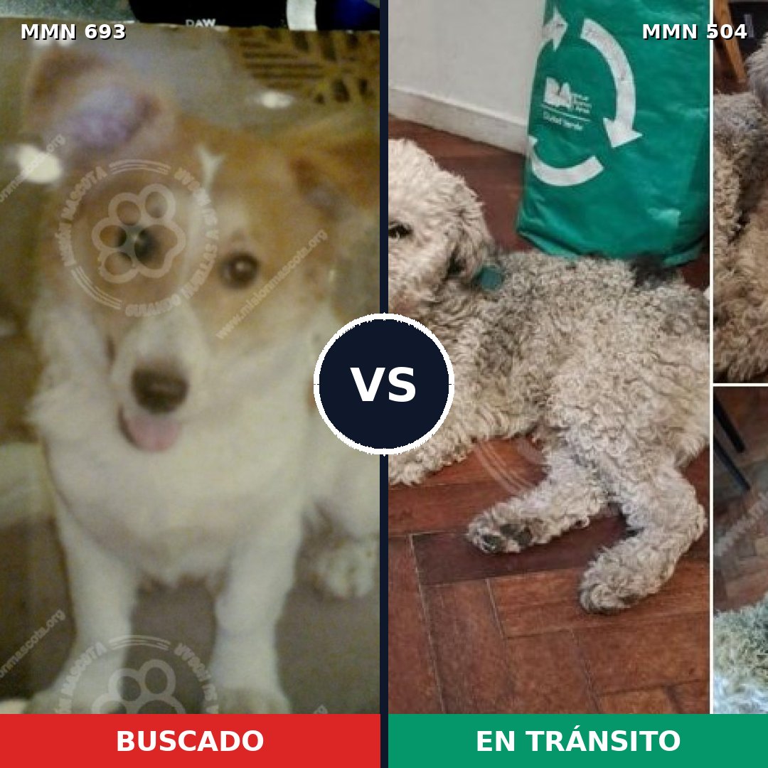 Comparativa MMS 9745: mascota perdida y mascota encontrada, 70% de similitud