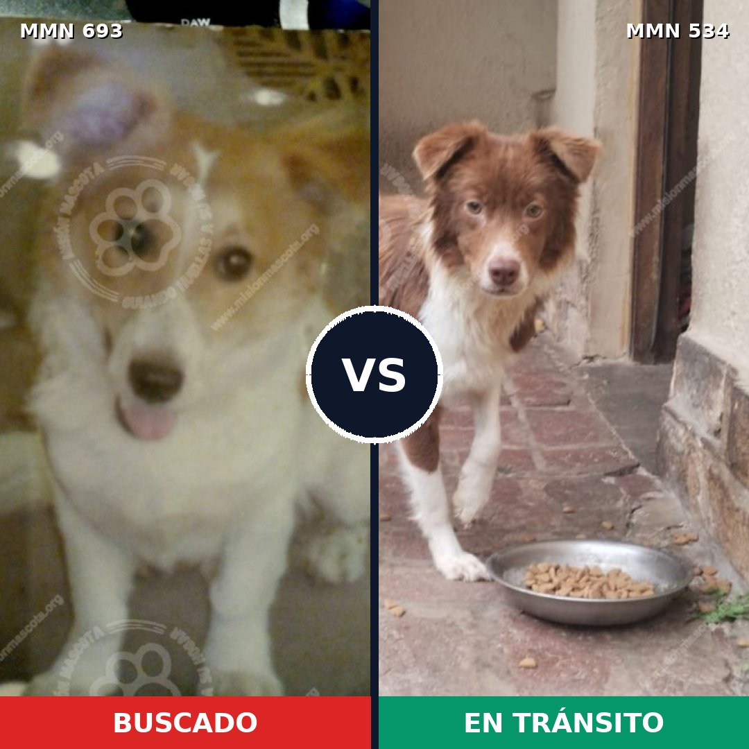 Comparativa MMS 9747: mascota perdida y mascota encontrada, 57% de similitud