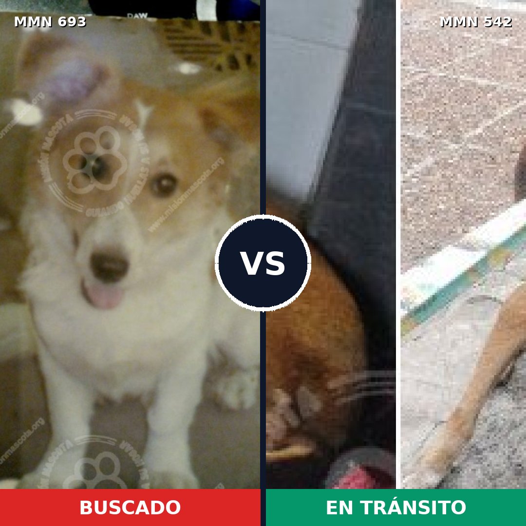 Comparativa MMS 9748: mascota perdida y mascota encontrada, 21% de similitud
