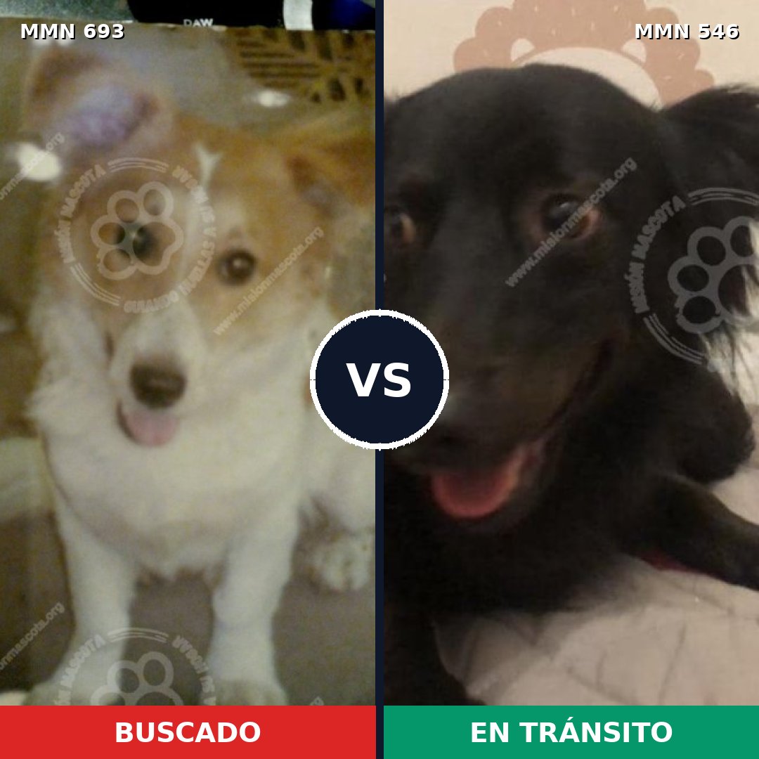 Comparativa MMS 9749: mascota perdida y mascota encontrada, 20% de similitud
