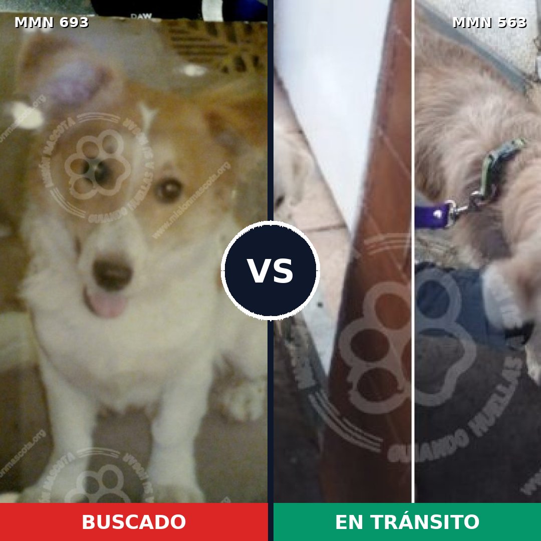 Comparativa MMS 9750: mascota perdida y mascota encontrada, 70% de similitud