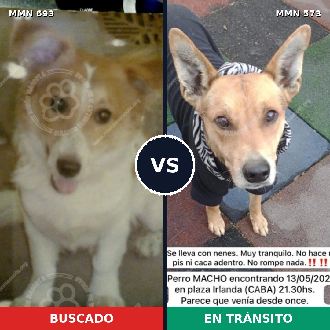 Comparativa MMS 9751: mascota perdida y mascota encontrada, 68% de similitud