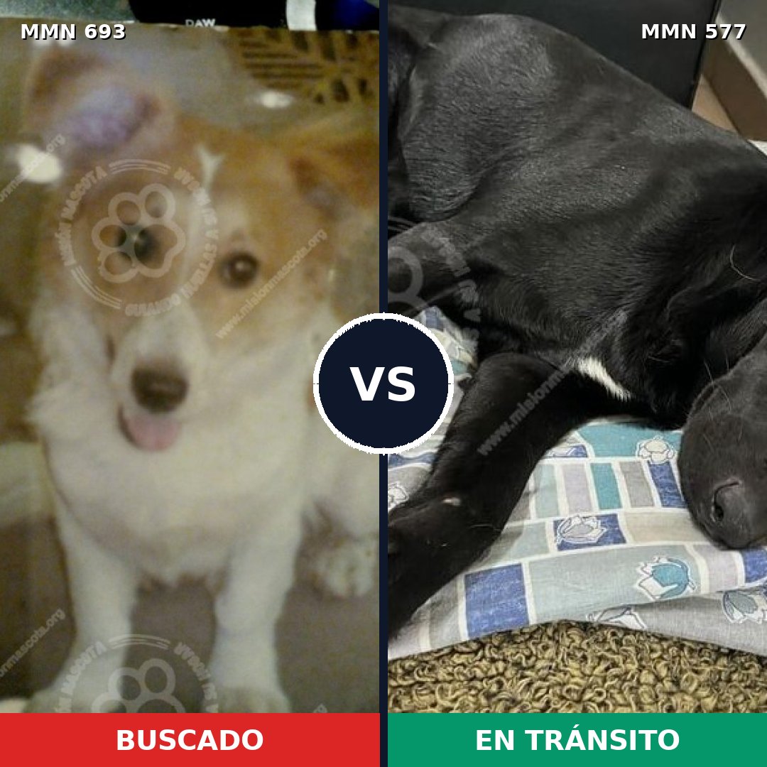 Comparativa MMS 9752: mascota perdida y mascota encontrada, 69% de similitud
