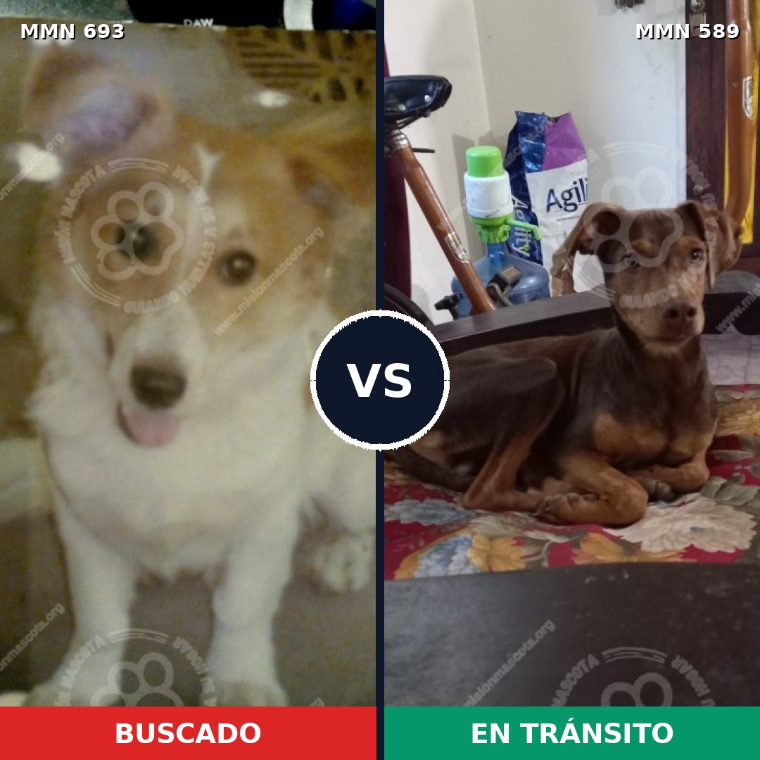 Comparativa MMS 9754: mascota perdida y mascota encontrada, 13% de similitud