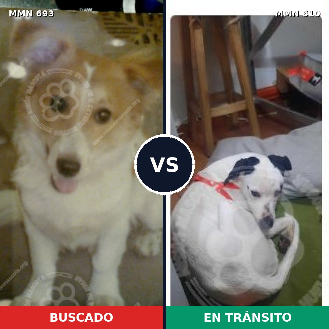 Comparativa MMS 9755: mascota perdida y mascota encontrada, 73% de similitud