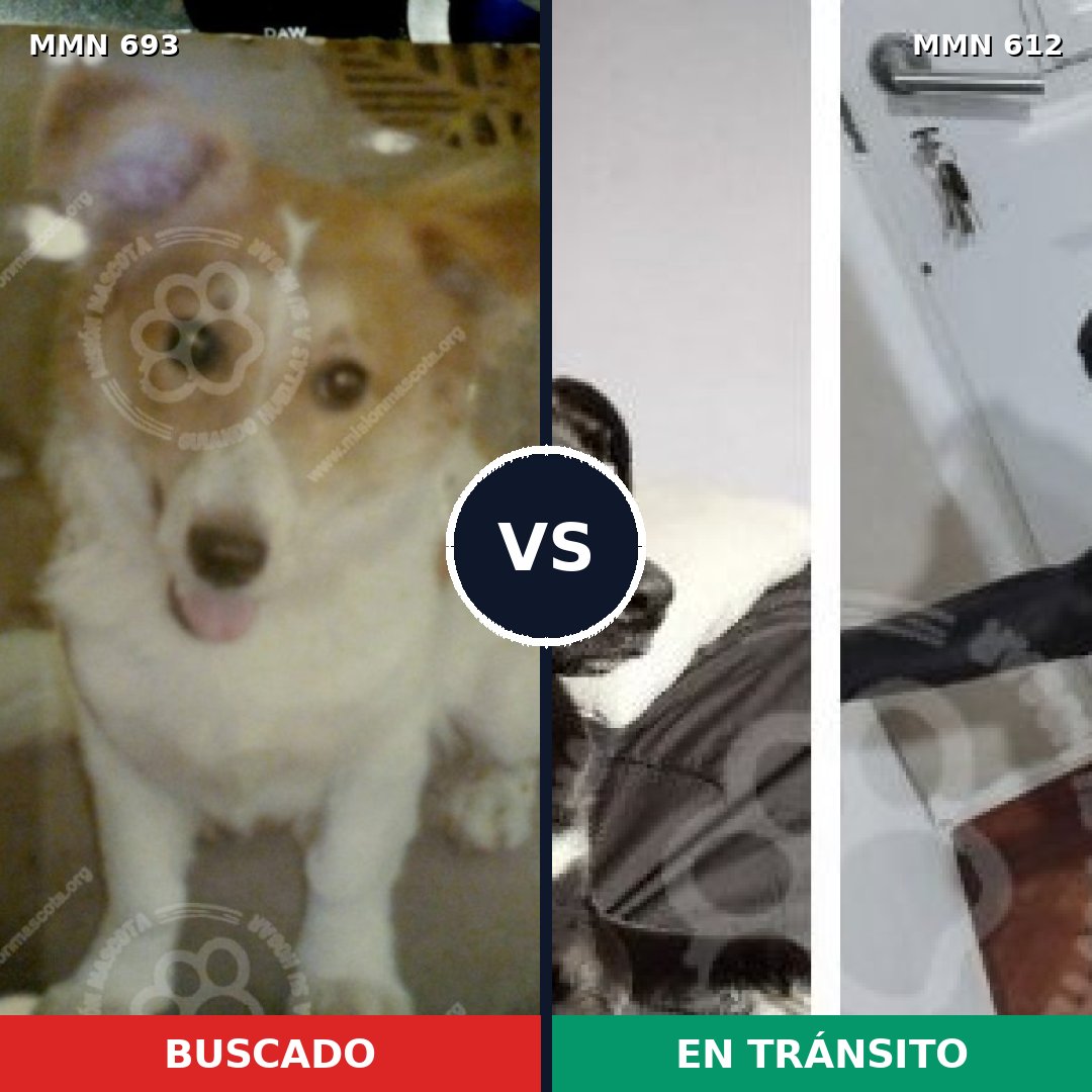 Comparativa MMS 9756: mascota perdida y mascota encontrada, 69% de similitud