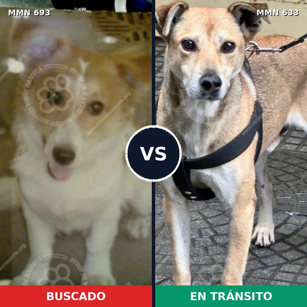 Comparativa MMS 9757: mascota perdida y mascota encontrada, 76% de similitud