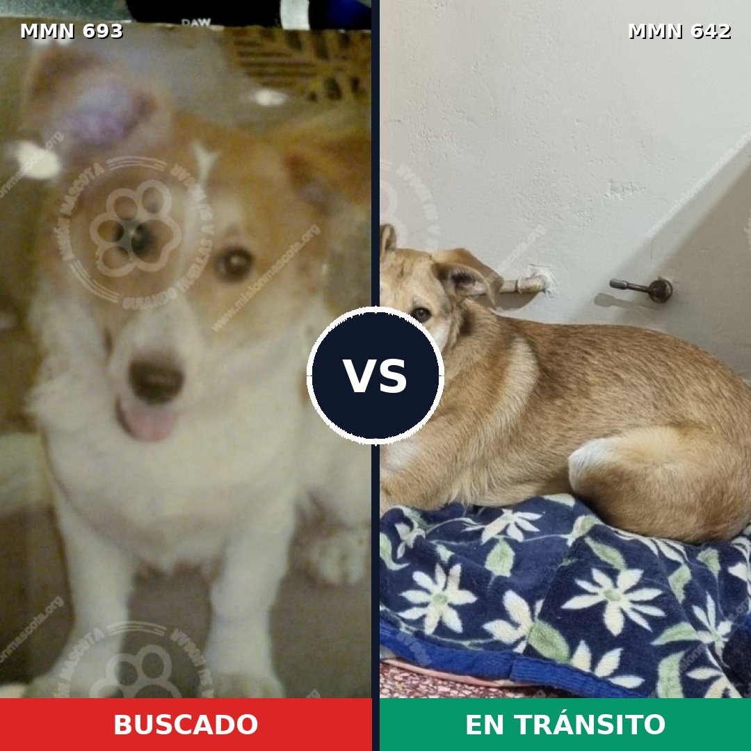 Comparativa MMS 9758: mascota perdida y mascota encontrada, 20% de similitud